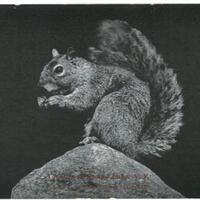 photo postcard of squirrel on a rock
