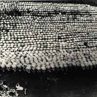 Stadium of Skulls