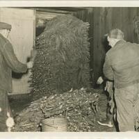 Men Stack Racks of Drying Tobacco Leaves