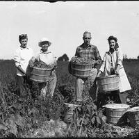 Three women and a man pose in a field during the bean harvesting at Hanson Farms, 1943
