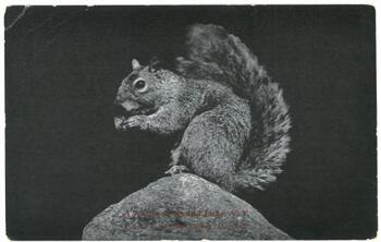 photo postcard of squirrel on a rock