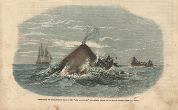 Destruction of the Larboard Boat of the "Ann Alexander," by a Sperm Whale, in the South Pacific