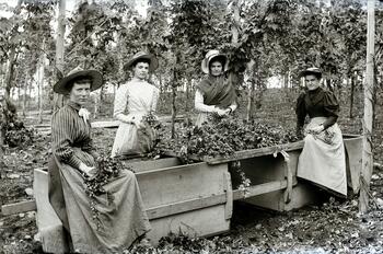 Women pose in a hop field during harvesting, circa 1880.