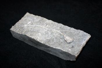 fossilized crinoid