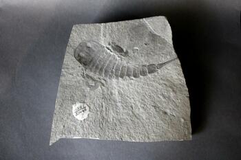 eurypterid fossil