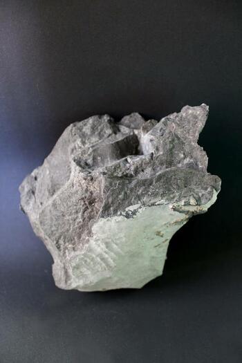 specimen of Onondaga limestone