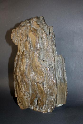 example of petrified wood